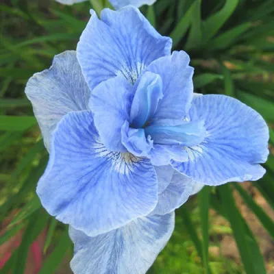 Ірис Siberica Dear Delight фото