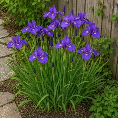 Ірис Sibirica Mabel Coday фото