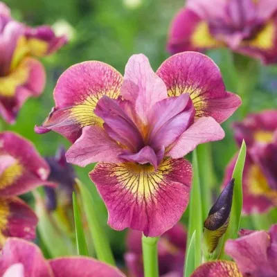 Ірис Sibirica Ruby Gold фото