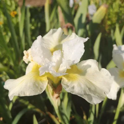 Ірис Siberica Snow Queen фото