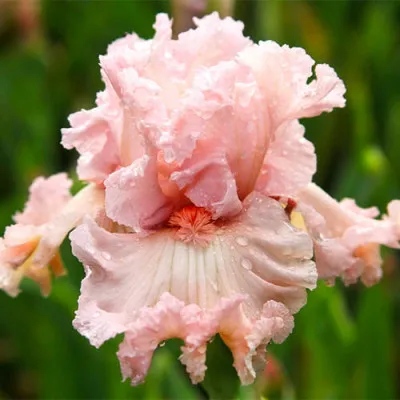 Ірис Strawberry Shake фото