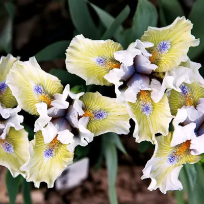 Ірис Pumila Tanats Ofalii фото