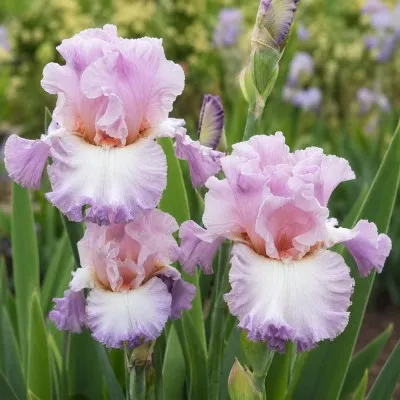 Ірис Vienna Waltz фото