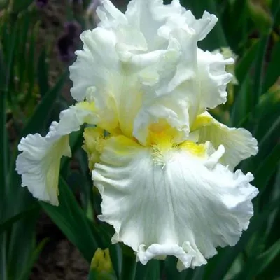 Ірис Devonshire Cream фото