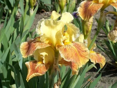 Ірис Golden Muffin фото