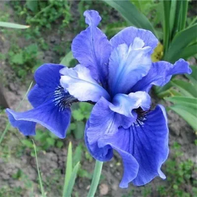 Ірис Siberica Ego фото