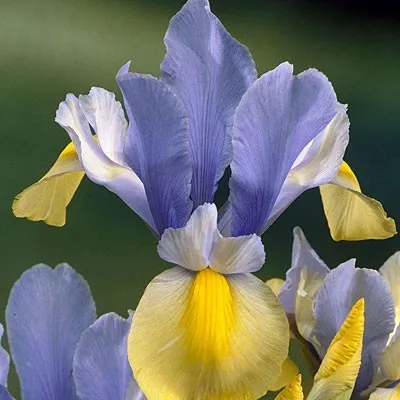 Ірис Hollandica Oriental Beauty фото