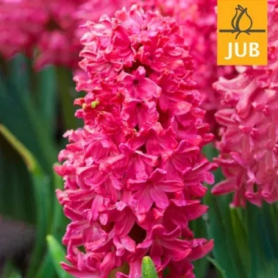 Гіацинт Jan Bos (Брендові цибулини Jub Holland) фото
