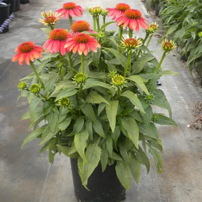 Ехінацея Prairie Blaze Orange Sunset фото