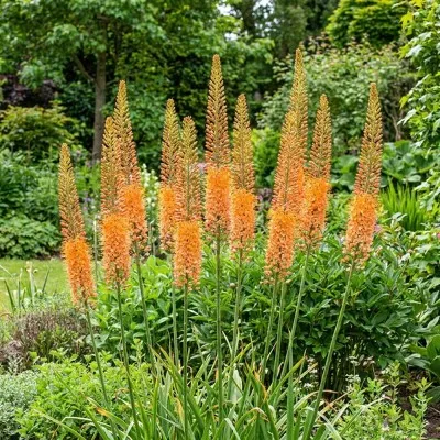 Еремурус Cleopatra Orange фото