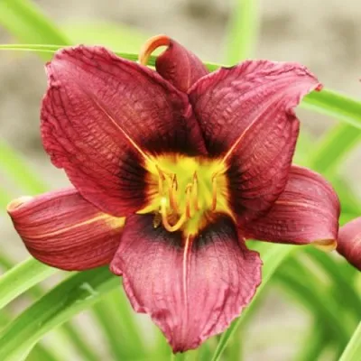 Лілейник Jockey Club фото