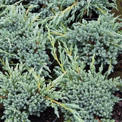 Ялівець Blue Spider фото