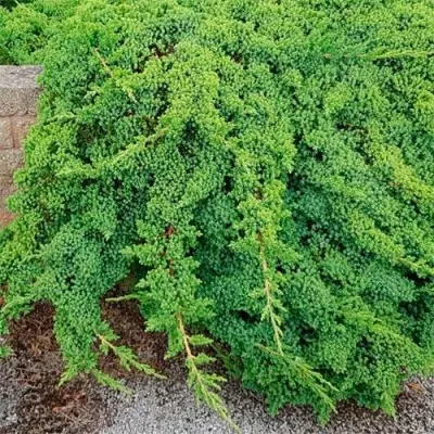 Ялівець Procumbens Nana фото