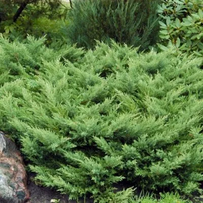 Ялівець Rockery Gem фото