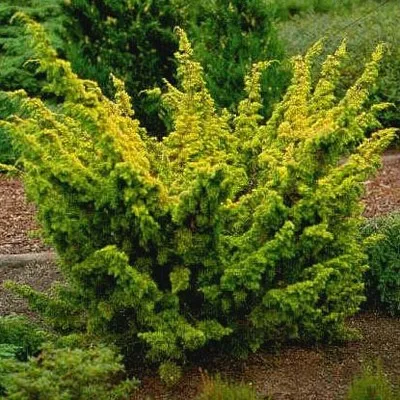 Ялівець Plumosa Aurea фото