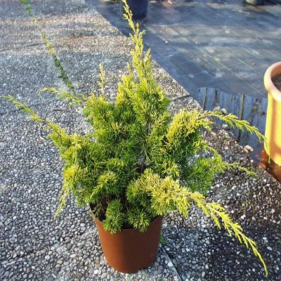 Ялівець Plumosa Aurea фото