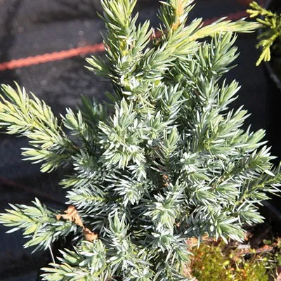 Ялівець Meyeri фото
