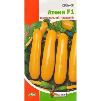 Кабачок Атена F1 фото