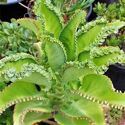 Каланхоє Daigremontiana фото