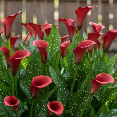 Кала Royal Valentine фото