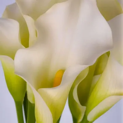 Кала White Present фото