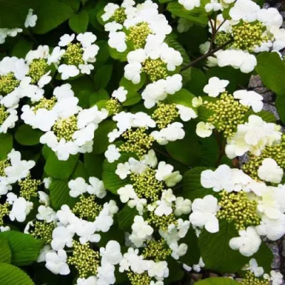 Калина Plicatum Cascade фото
