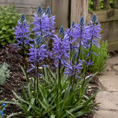 Камасія Quamash Blue Melody фото