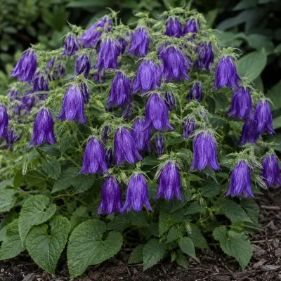 Кампанула Kent Belle (Кент Бель) фото