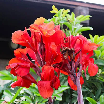 Канна Black Knight фото
