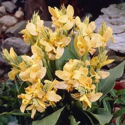 Канна Golden Lucifer фото