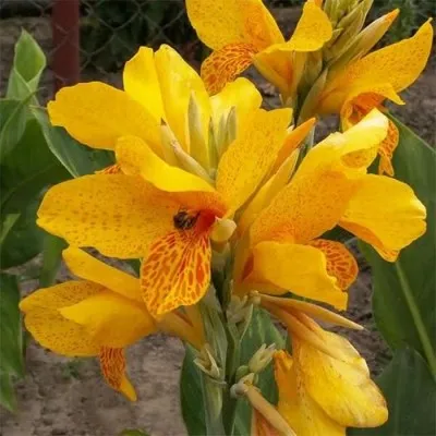 Канна Golden Lucifer фото
