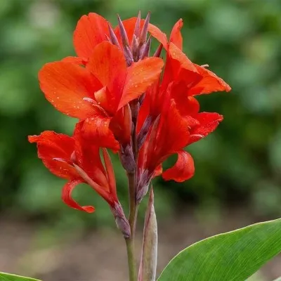 Канна Shining Red фото