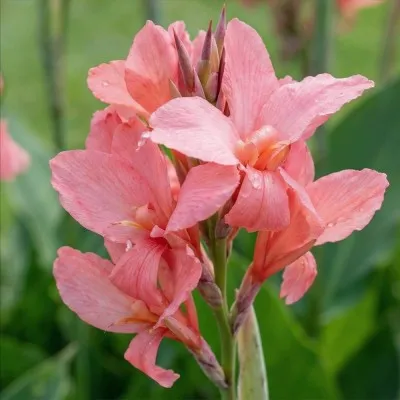 Канна Shining Salmon фото