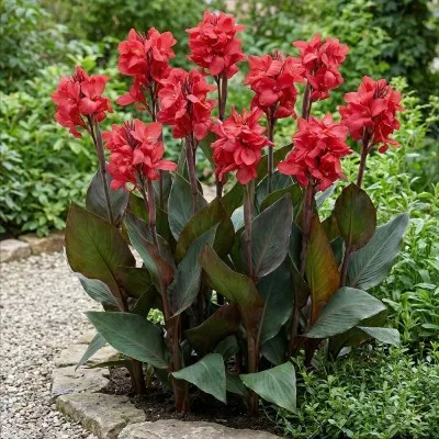 Канна Shining Scarlet фото