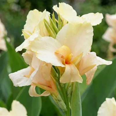 Канна Vanilla Cream фото