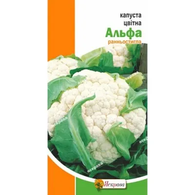 Капуста цвітна Альфа фото
