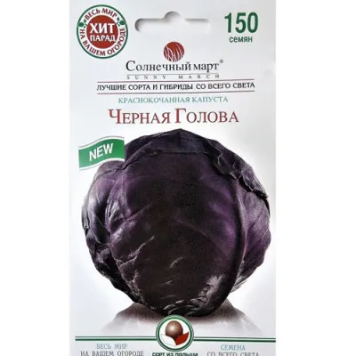 Капуста Червонокачанна Чорна голова фото