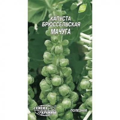 Капуста брюссельська Мачуга фото