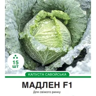 Капуста савойська Мадлен F1, середньостигла фото