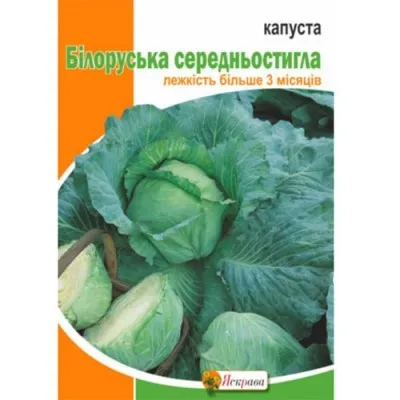 Капуста білоголова Білоруська середньостигла фото