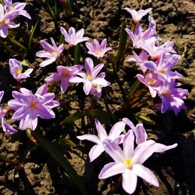 Хіонодокса Rose Queen 100 шт/уп фото