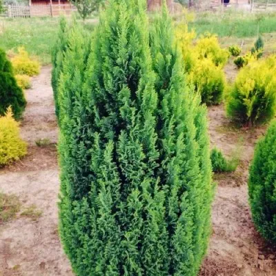 Кипарисовик Ellwood's Gold фото