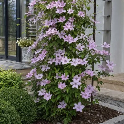 Клематіс Hagley Hybrids фото
