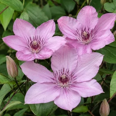 Клематіс Hagley Hybrids фото
