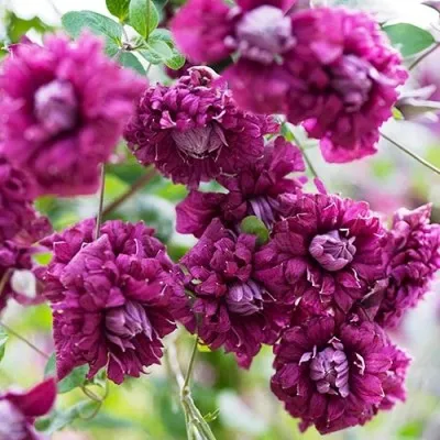 Клематіс Purpurea Plena Elegans фото