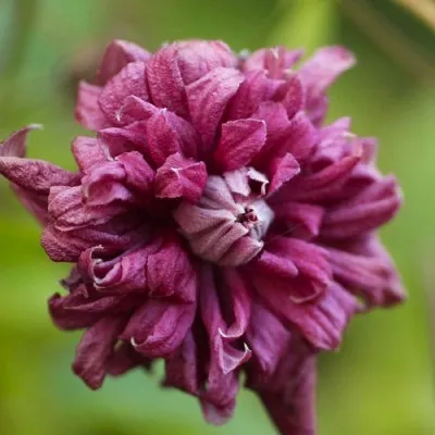Клематіс Purpurea Plena Elegans фото