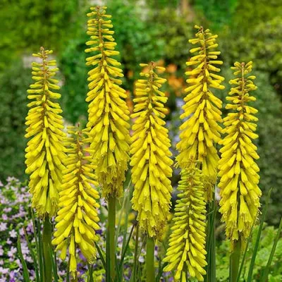 Кніфофія Sunningdale Yellow фото