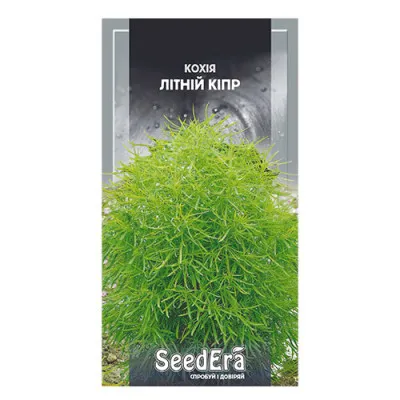 Кохія Літній Кіпр фото
