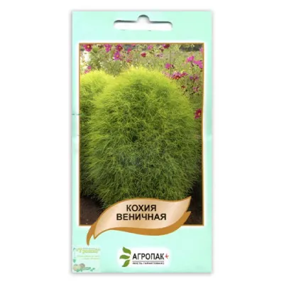 Кохия веничная фото