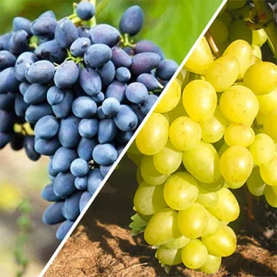 Комплект привитих саджанців винограду В солодкому Полоні фото